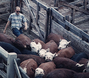 farmer kicking cows
