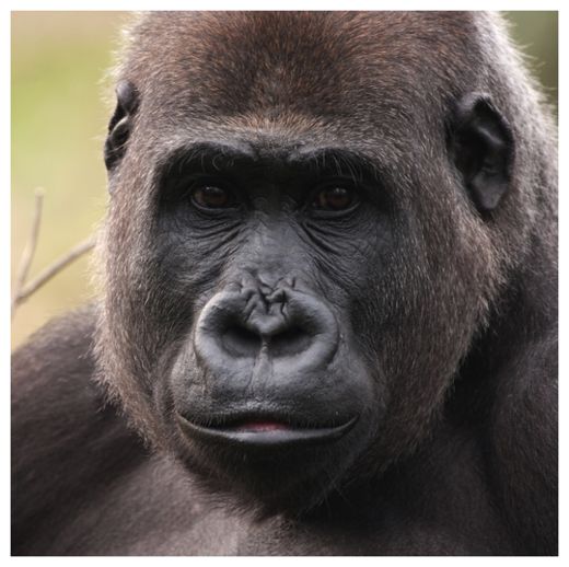 Lowland Gorilla