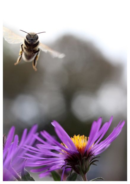 Honey Bee