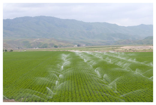 Californian Farm