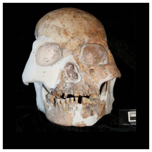 Click to enlarge Ancient Skull
