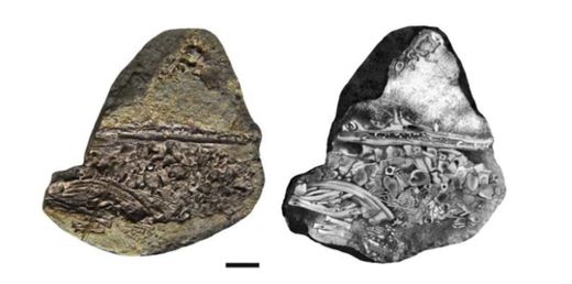 Mesosaur Embryo_1