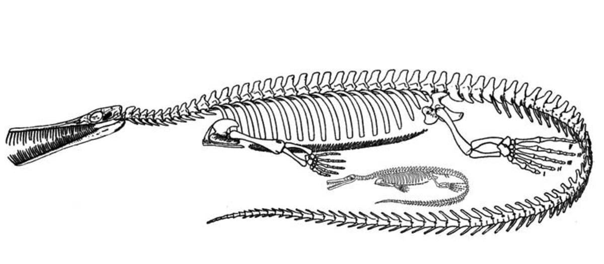 Mesosaur Embryo_2