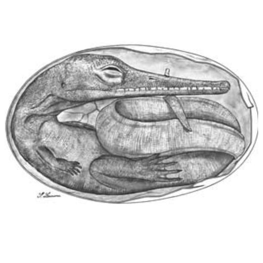 Mesosaur Embryo_3