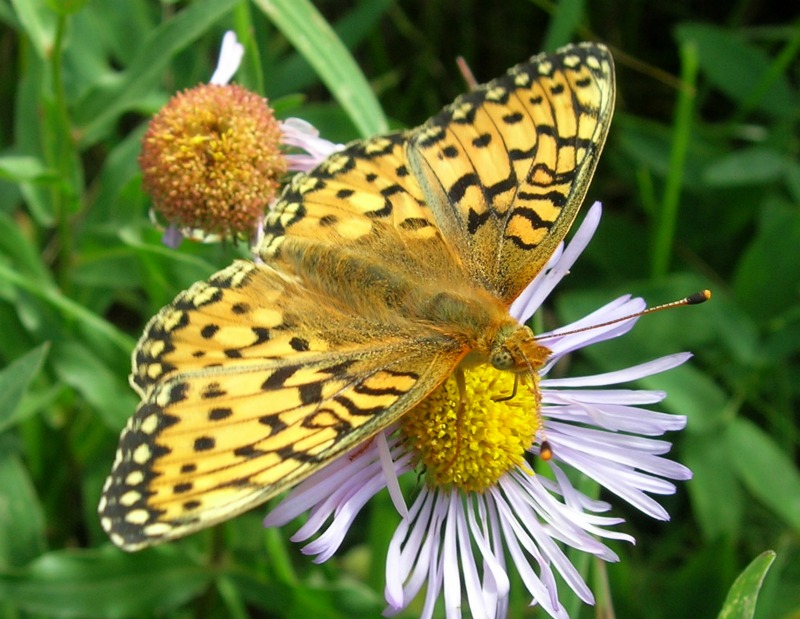 Fritillary butterfly
