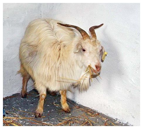 Click to enlarge Cloned Goat_1