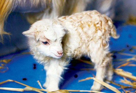 Click to enlarge Cloned Goat_2