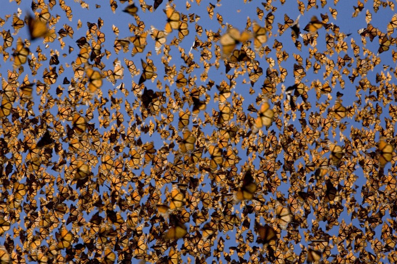 Monarch Butterflies
