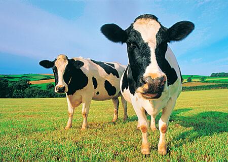 Free Range Cows