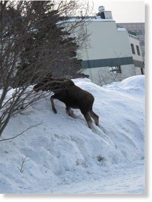 Click to enlarge elk,snow