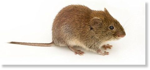 Click to enlarge mouse