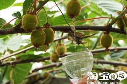 Kiwi Fruit