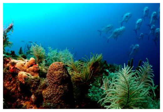 Click to enlarge Ancient Fisheries