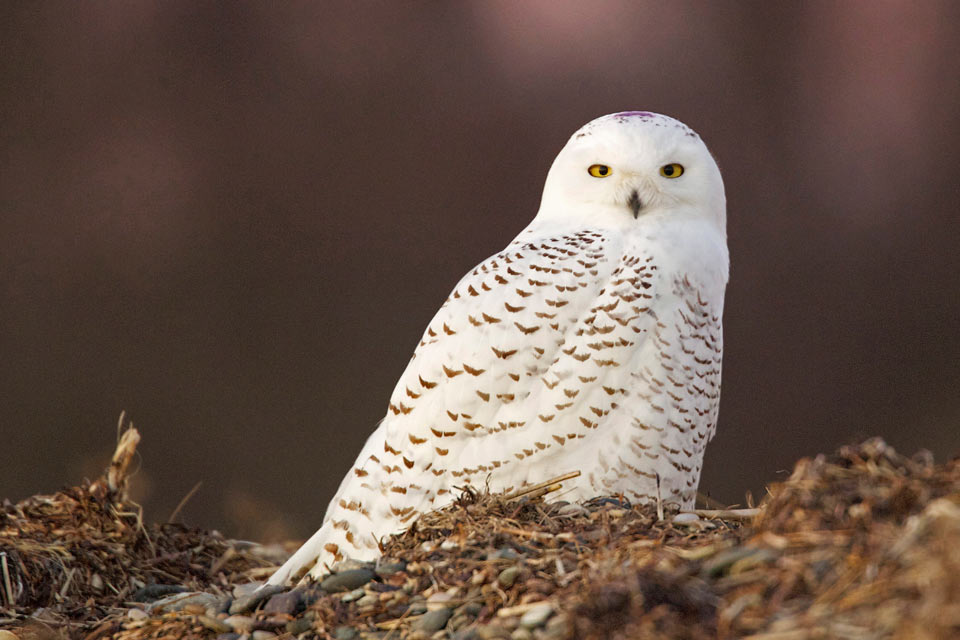 Click to enlarge Snowy Owls