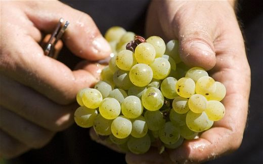 grapes