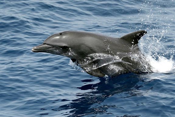 Dolphin