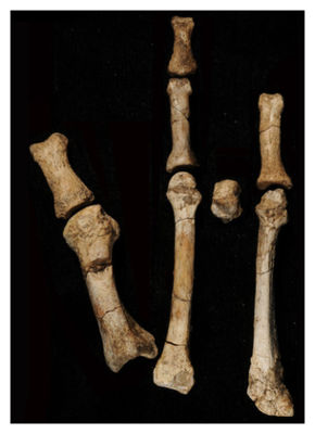 Click to enlarge Fossil Bones