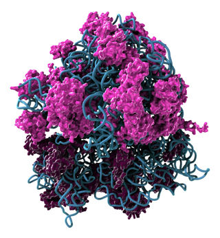 Click to enlarge Ribosomes_1