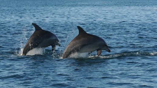 Dolphins gangs