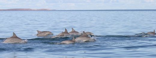 Click to enlarge Dolphins gangs2