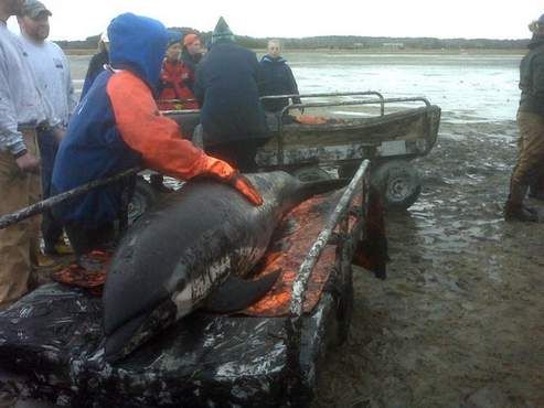 stranded,dolphin