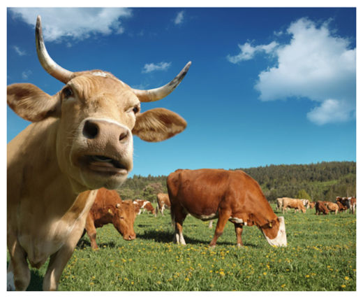 Domesticated Cow