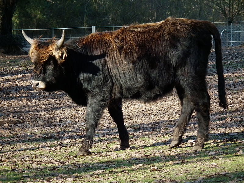 Click to enlarge Heck Cow