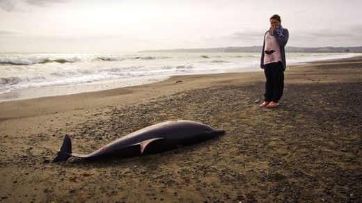 dead dolphin