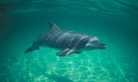 Click to enlarge bottlenose dolphin