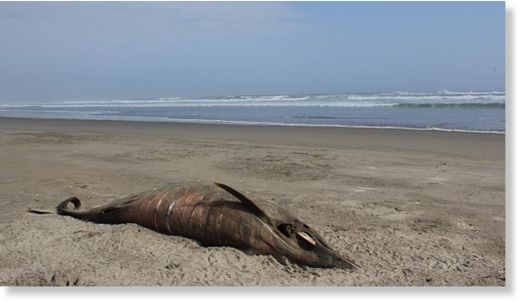 dead dolphin