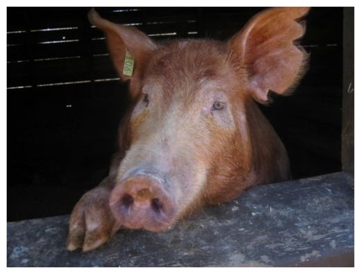 GMO Pig