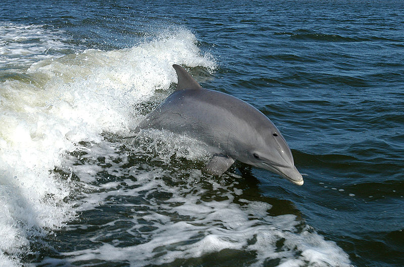 Click to enlarge Bottlenose dolphin