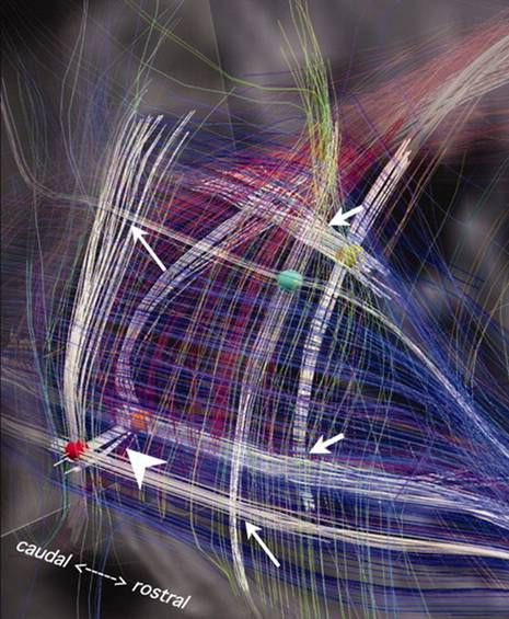 pathways of the sagittal stratum