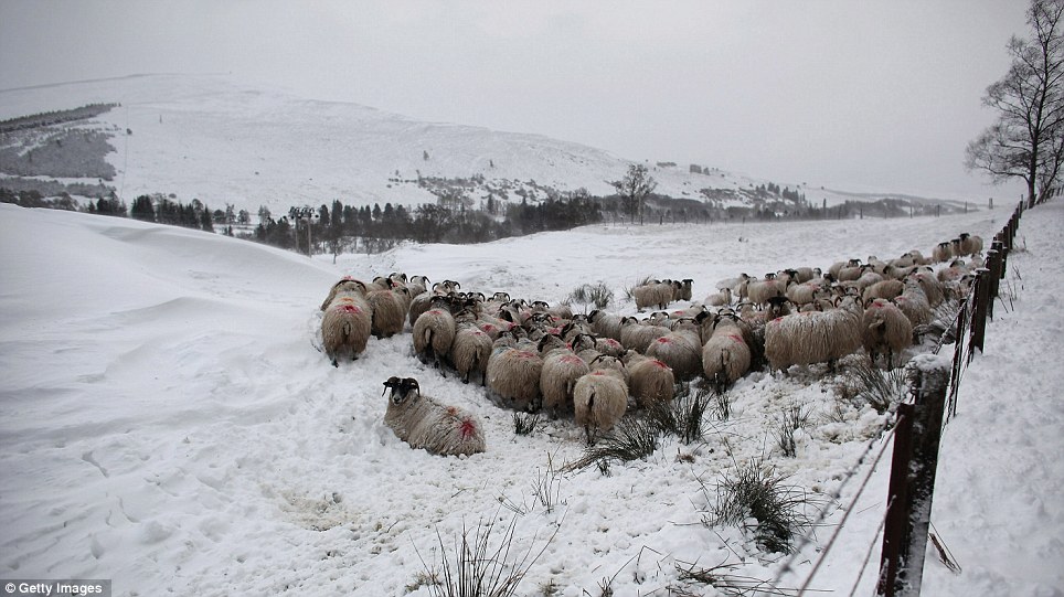 snow sheep