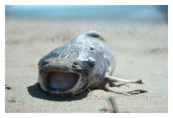 Dead Catfish