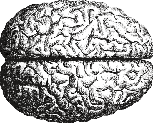 brain