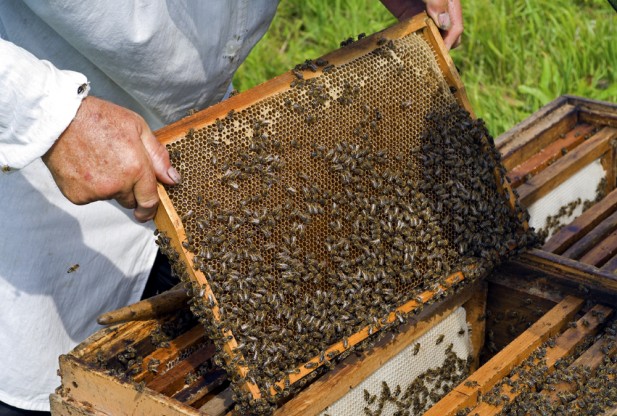 Bees