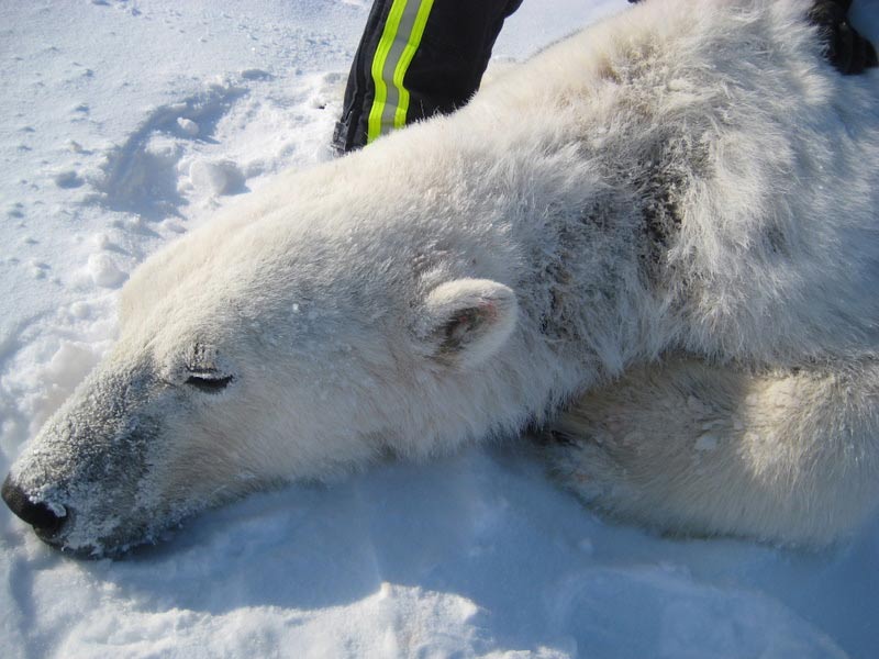 Sick Polar Bear