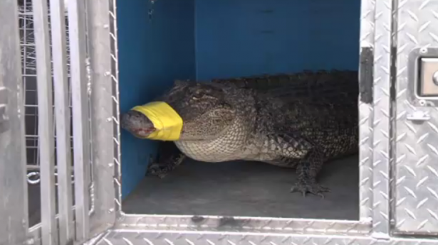 Port Allen Alligator