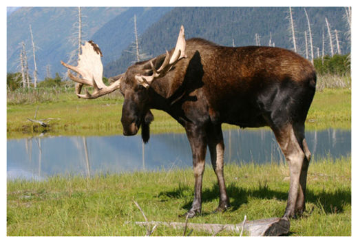 Moose