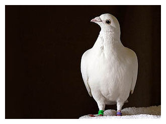 Pigeon