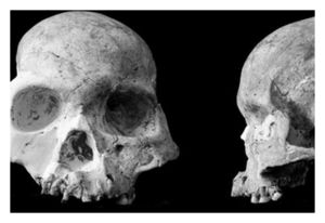 Red Deer Cave Skull