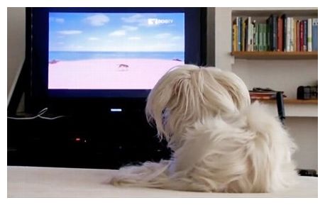Pet TV