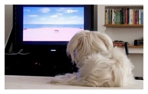 Pet TV
