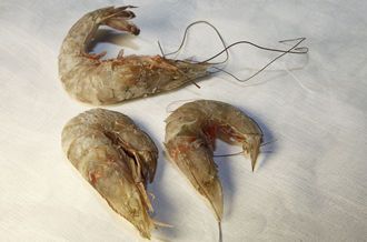 Eyeless shrimp, from a catch of 400 pounds