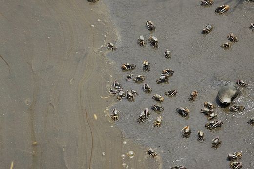 Marine and wildlife throughout the region