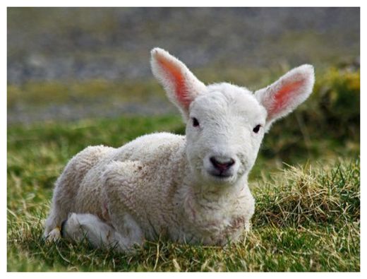 Lamb