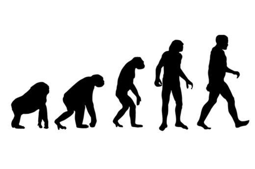 Click to enlarge Evolution