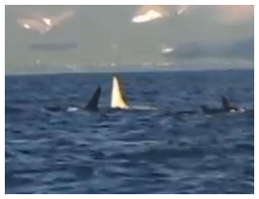 White Whale
