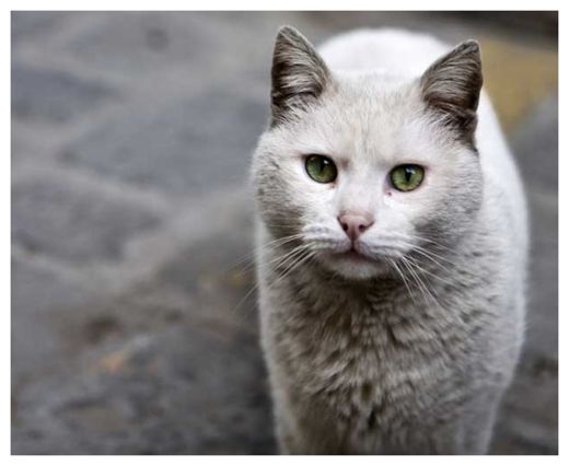 Click to enlarge Cat